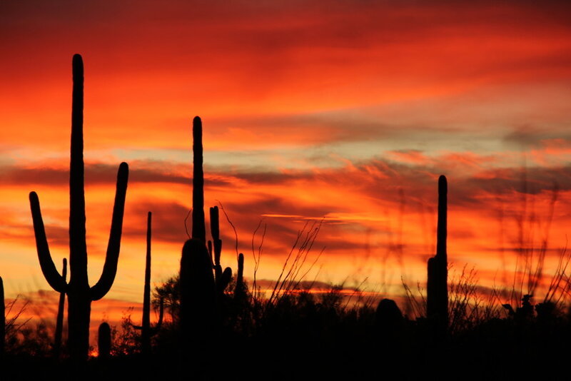 Saguaro Cacti Silhouettes