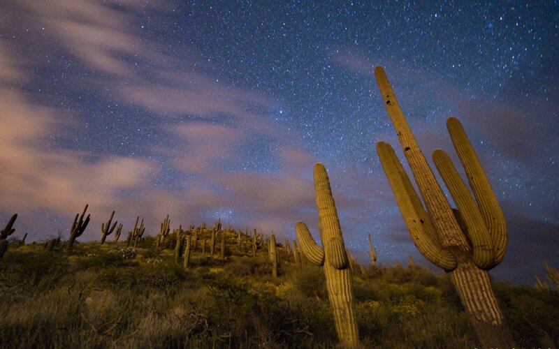 Saguaro Cacti under Stars