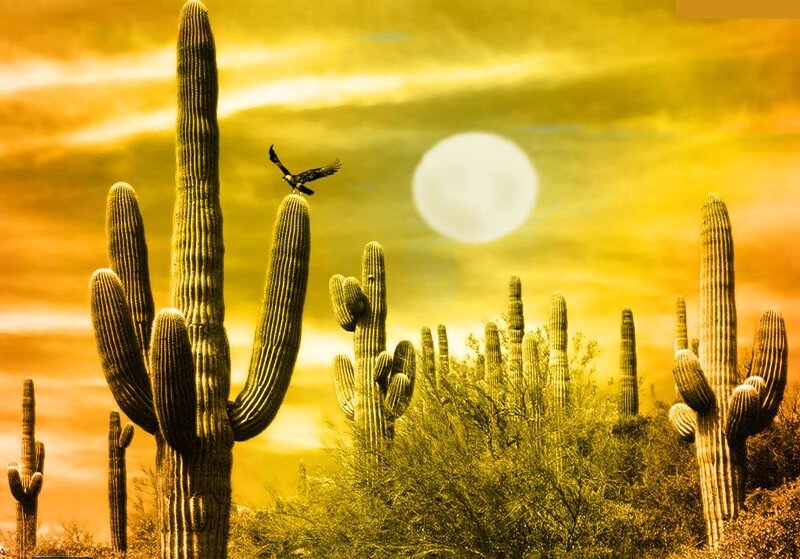 Saguaro Cacti with Bird
