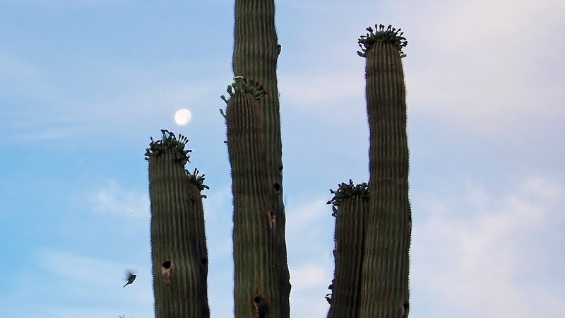 Saguaro Cacti with Moon