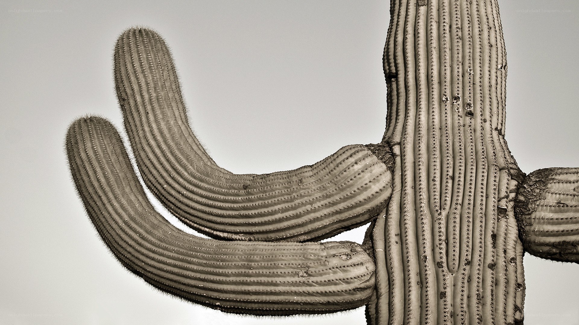 Saguaro cactus arms