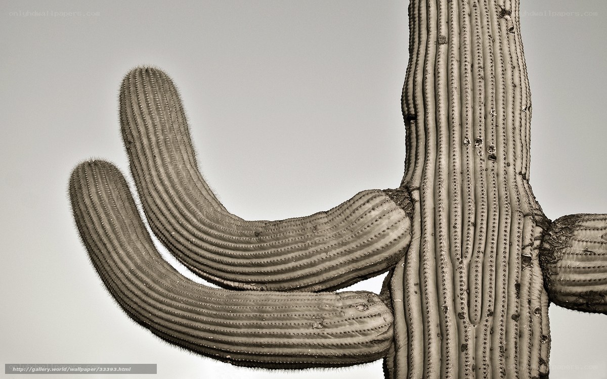 Saguaro cactus arms