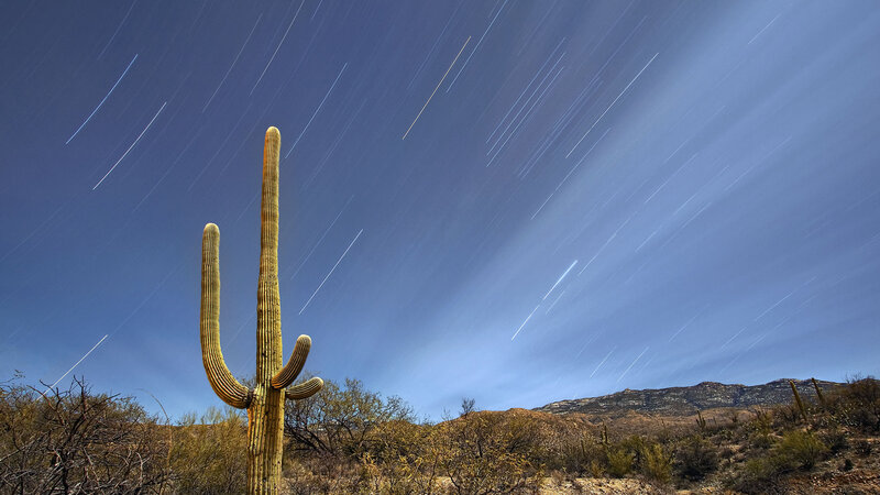 Saguaro Cactus at Night