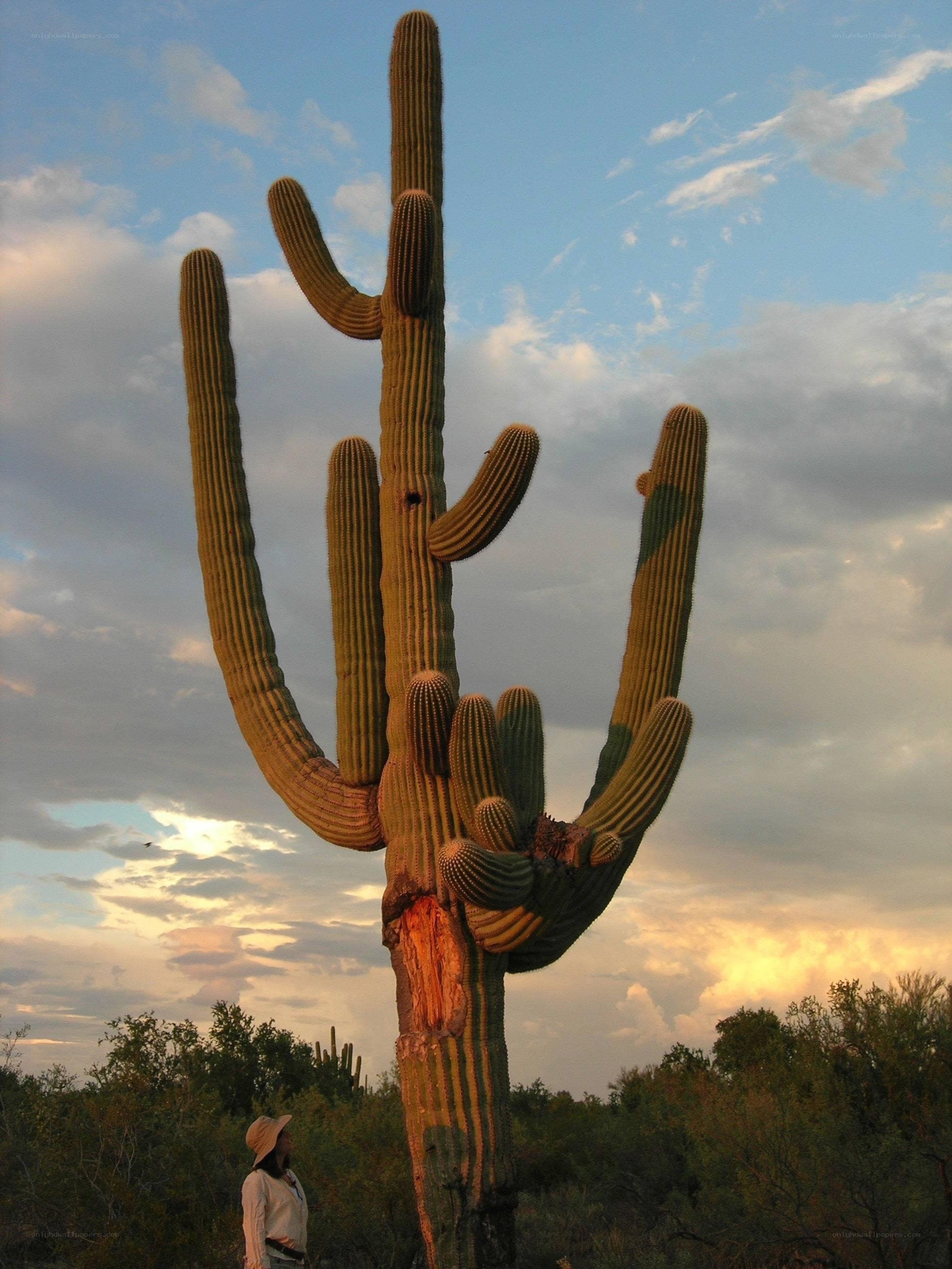 Saguaro cactus at sunset