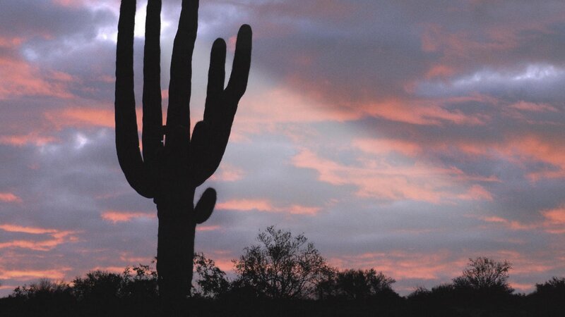 saguaro cactus at sunset