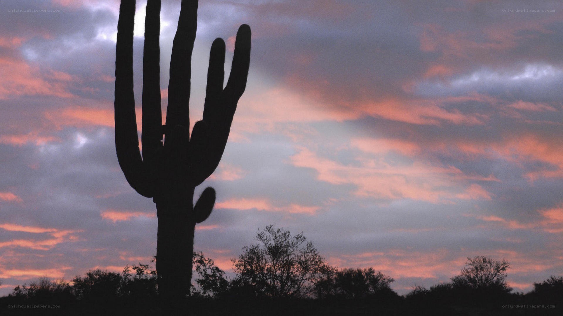 saguaro cactus at sunset