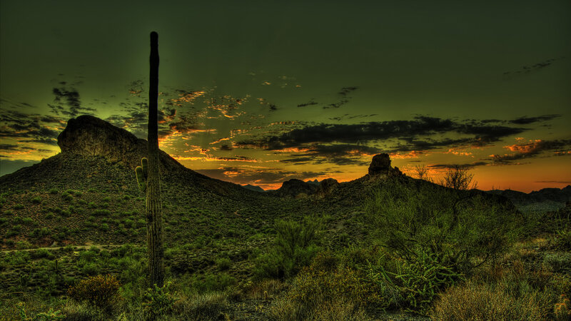 Saguaro Cactus at Sunset — Green, Dramatic
