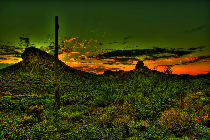 Saguaro Cactus at Sunset — Green