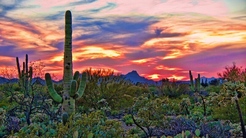 Saguaro Cactus at Sunset — Orange, Dramatic, Photograph, Cacti