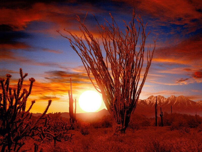 Saguaro Cactus at Sunset — Orange, Dramatic, Photograph, Mountains