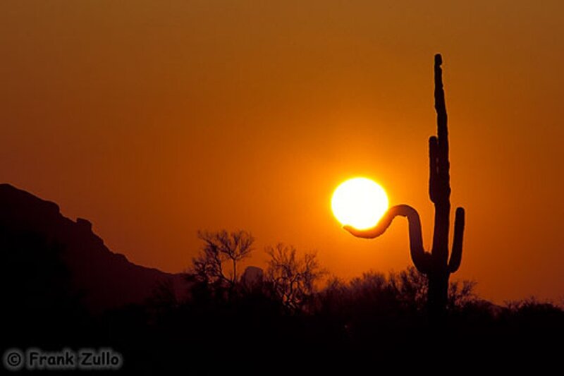 Saguaro Cactus at Sunset — Orange, Dramatic, Photograph