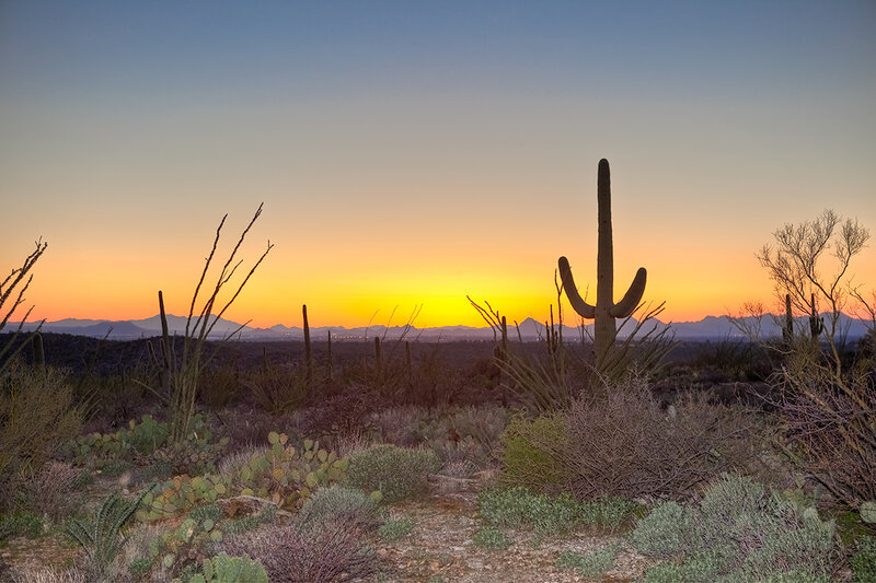 Saguaro Cactus at Sunset — Orange, Serene