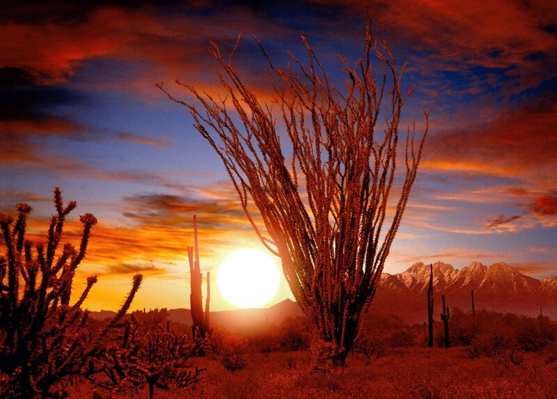 Saguaro Cactus at Sunset — Orange