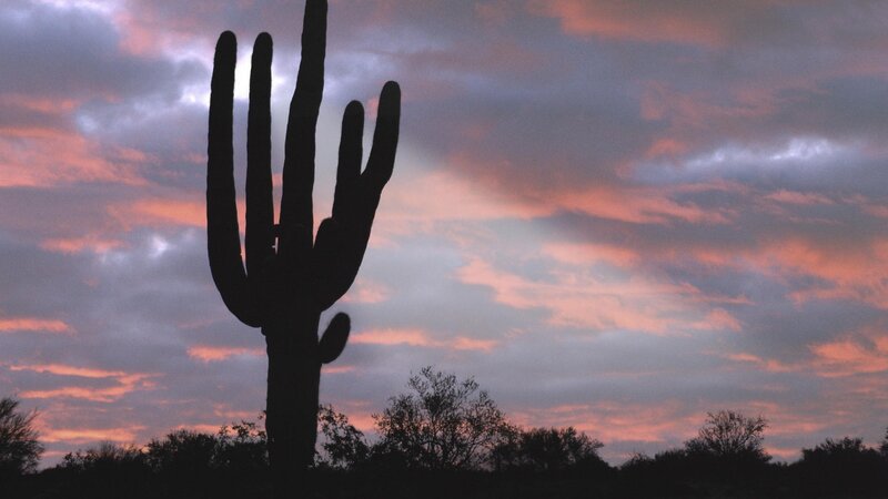saguaro cactus at sunset