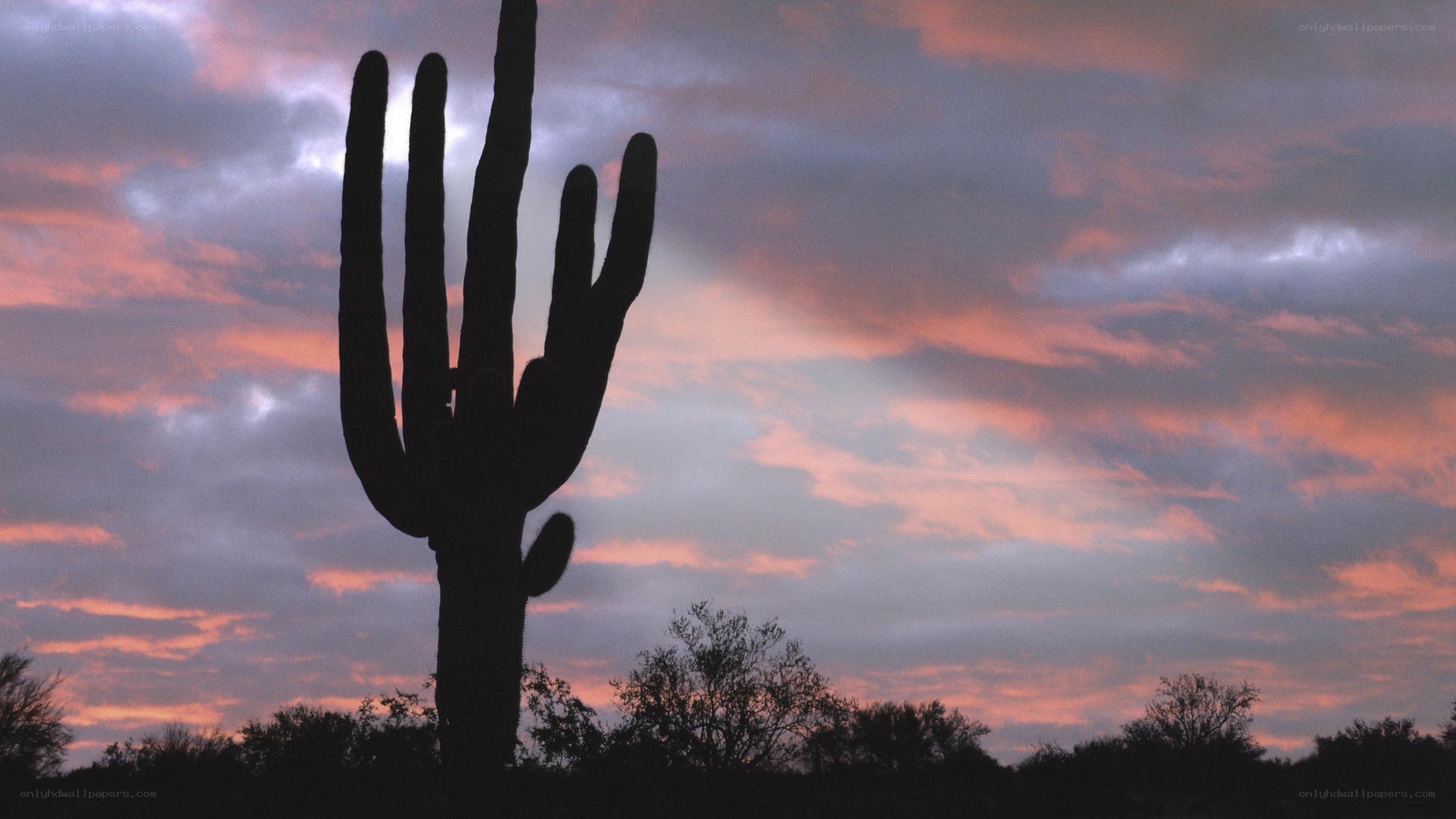 saguaro cactus at sunset