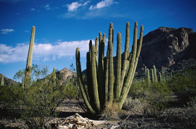 Saguaro Cactus Cluster