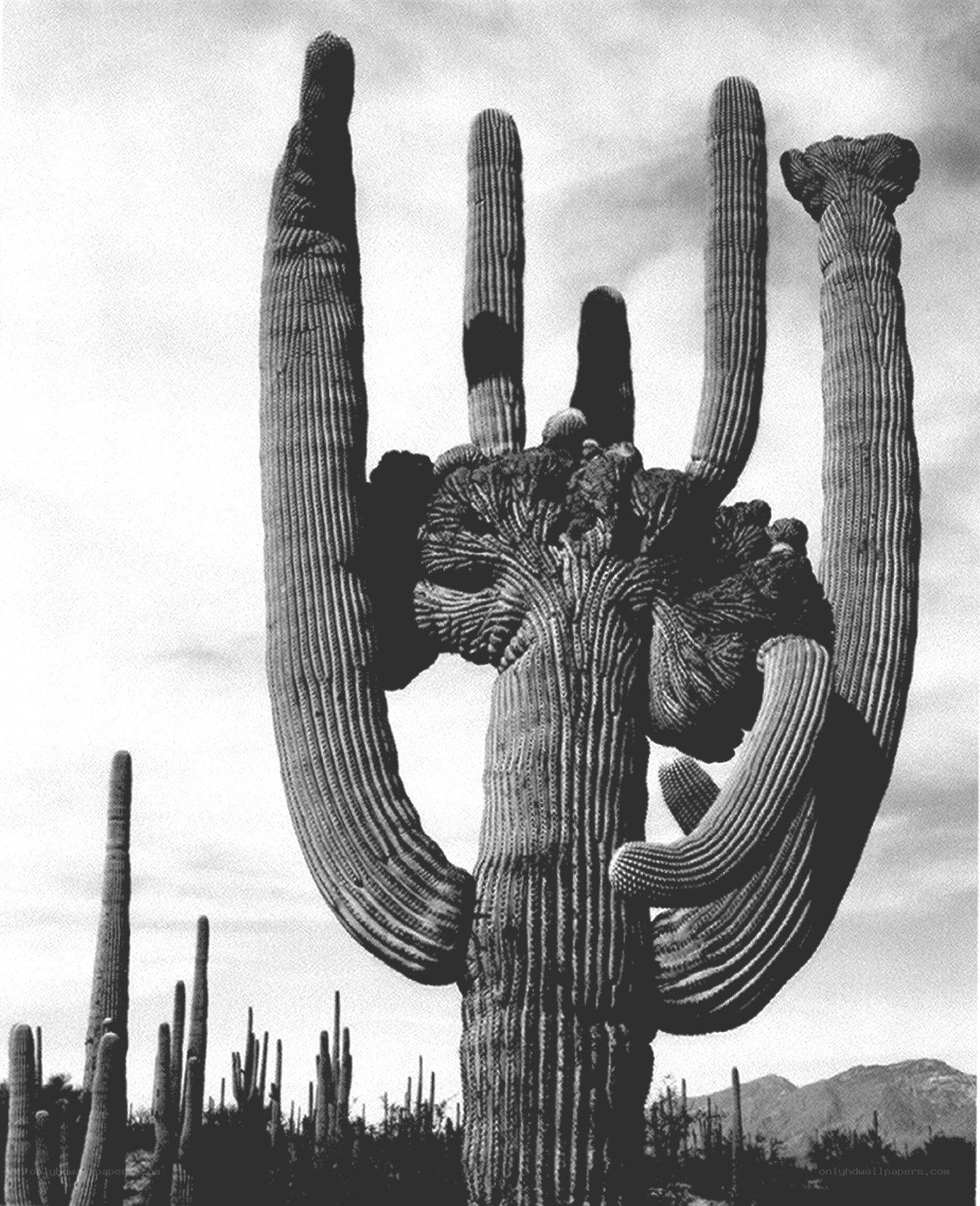 Saguaro cactus hand gesture