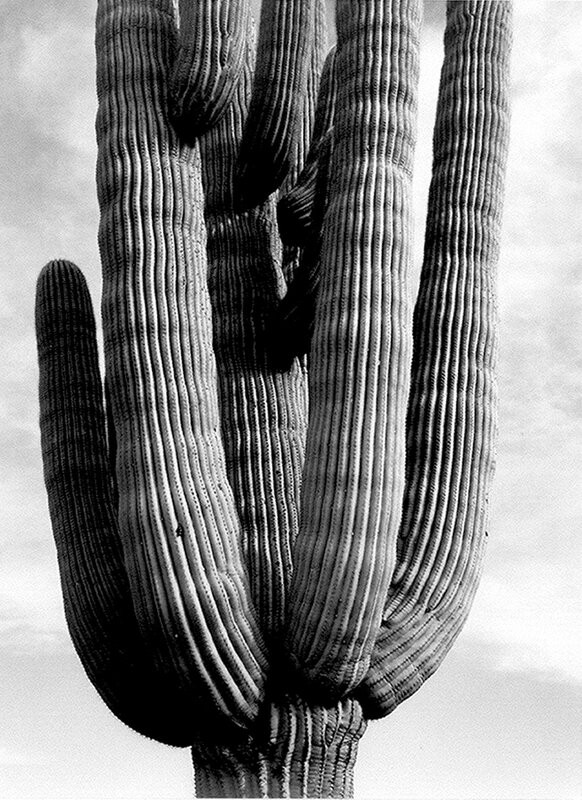 Saguaro cactus in black and white