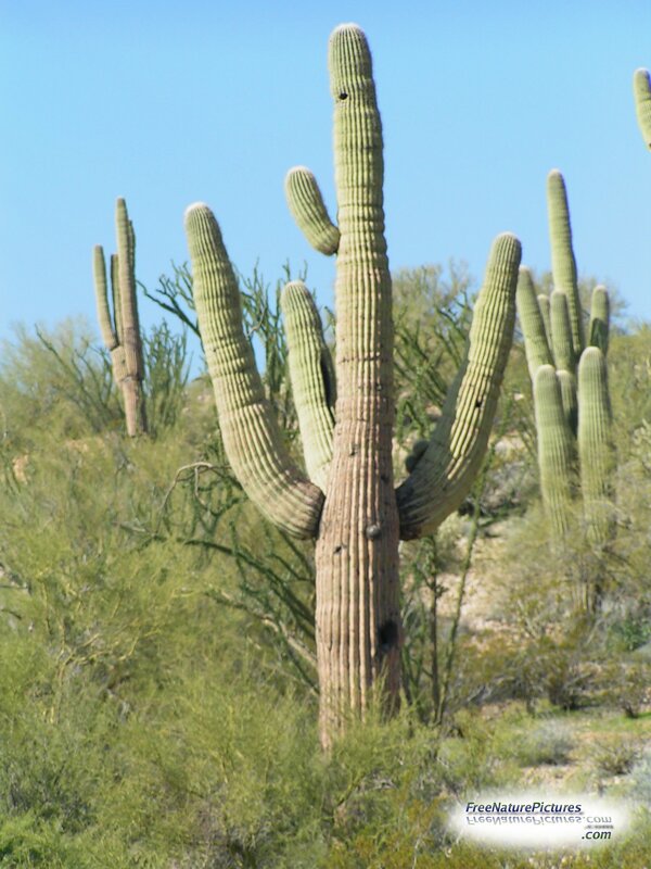 Saguaro cactus in desert