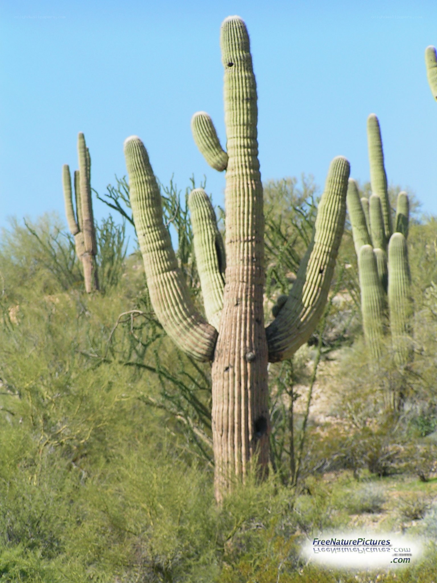 Saguaro cactus in desert