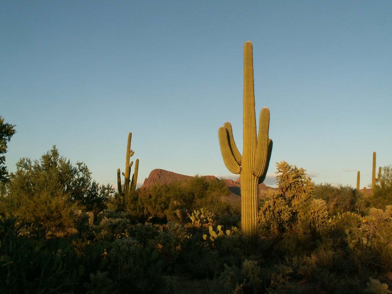 Saguaro Cactus in Desert — Blue, Serene, Sunset