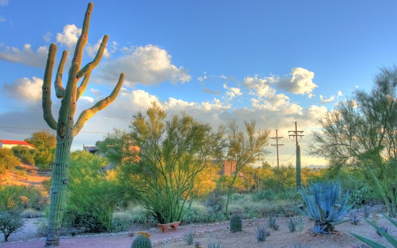 Saguaro Cactus in Desert — Blue, Serene