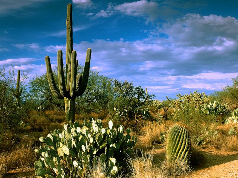 Saguaro Cactus in Desert — Blue