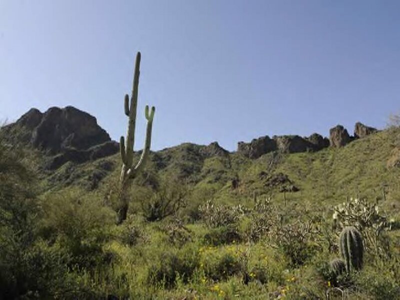 Saguaro Cactus in Desert — Green