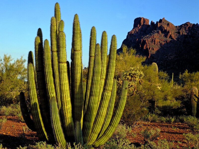 Saguaro cactus in desert landscape