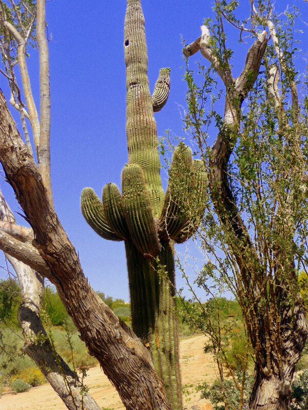 Saguaro cactus in desert landscape