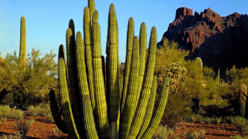 Saguaro cactus in desert landscape