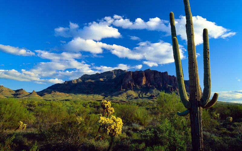 Saguaro cactus in desert landscape