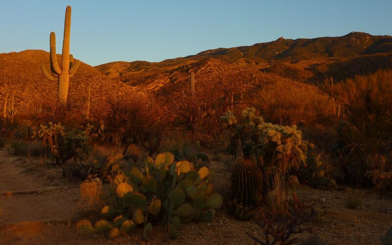 Saguaro Cactus in Desert — Orange, Serene