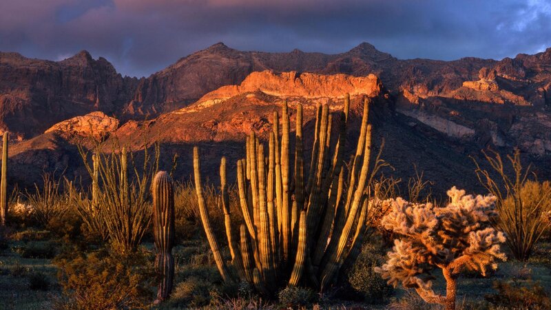 Saguaro Cactus in Desert — Orange