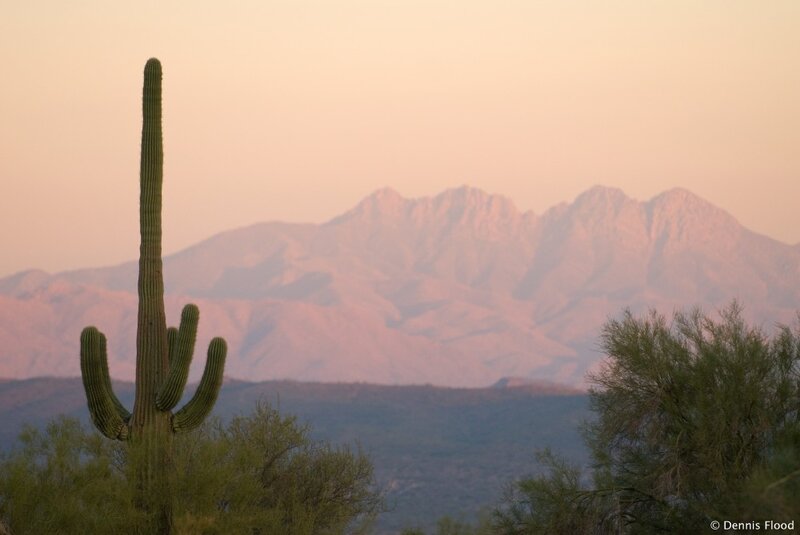 Saguaro Cactus in Desert — Pink