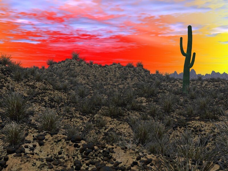 Saguaro Cactus in Desert — Red