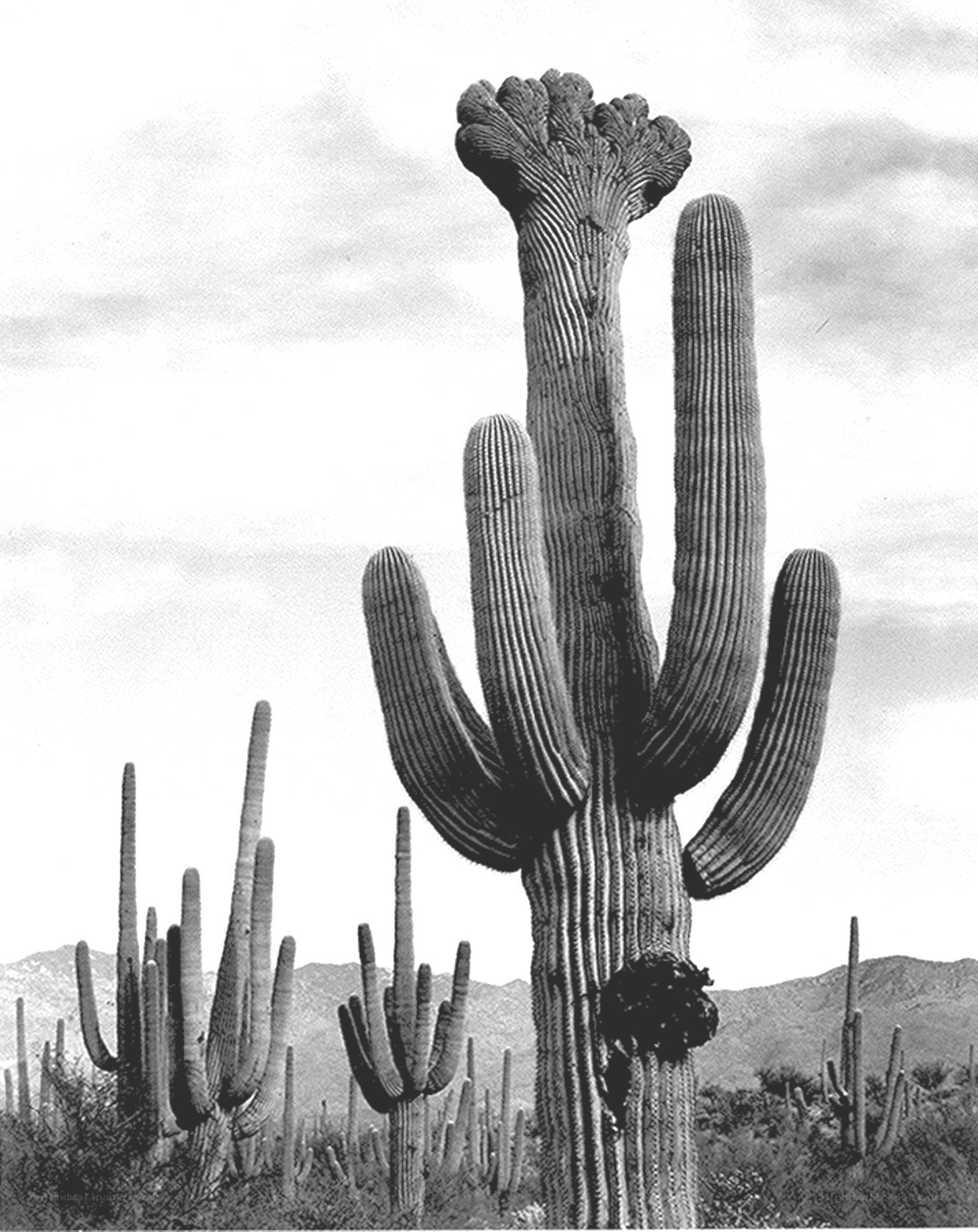 Saguaro cactus in desert
