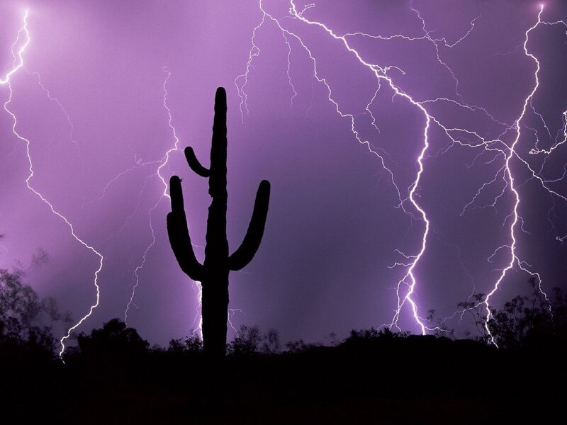 Saguaro Cactus in Storm
