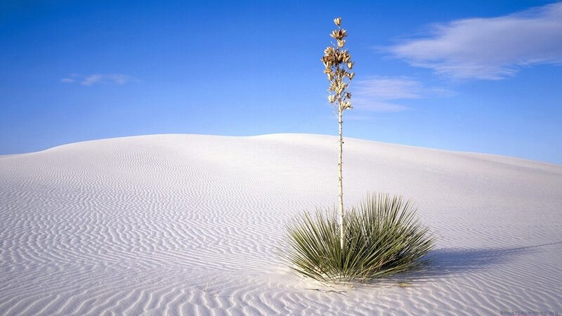 Saguaro cactus in white sand dunes