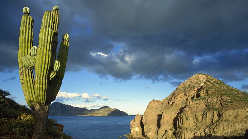 Saguaro Cactus on Cliff — Green, Dramatic