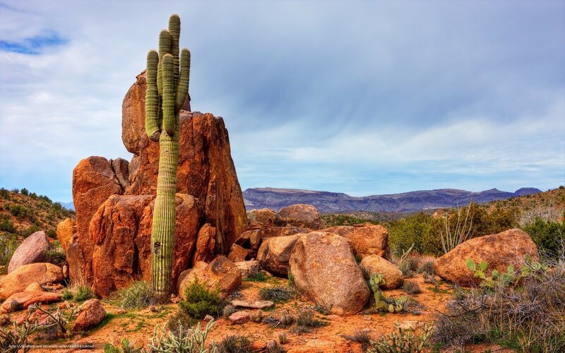 Saguaro Cactus on Rock — Brown