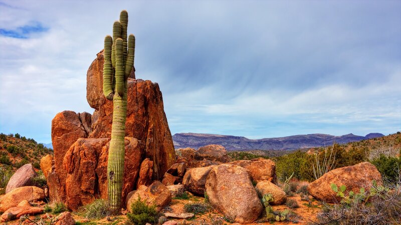 Saguaro Cactus on Rock
