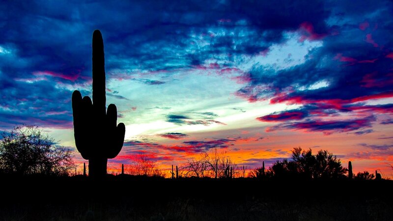 Saguaro Cactus Silhouette — Blue, Dramatic
