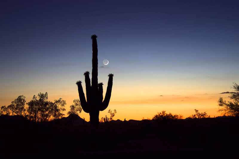 Saguaro Cactus Silhouette — Blue, Serene, Sunset