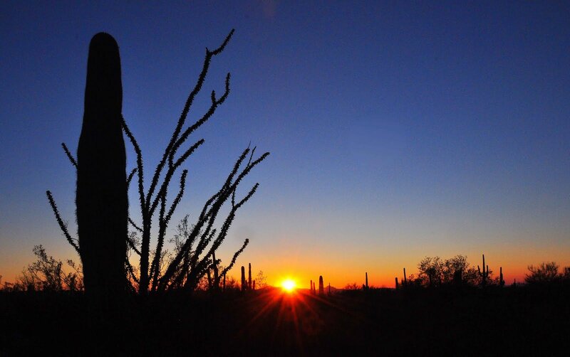 Saguaro Cactus Silhouette — Blue, Serene