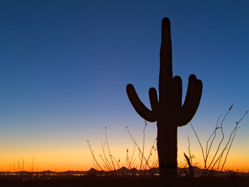 Saguaro Cactus Silhouette — Blue