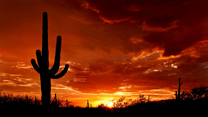 Saguaro Cactus Silhouette — Orange, Dramatic, Sunset