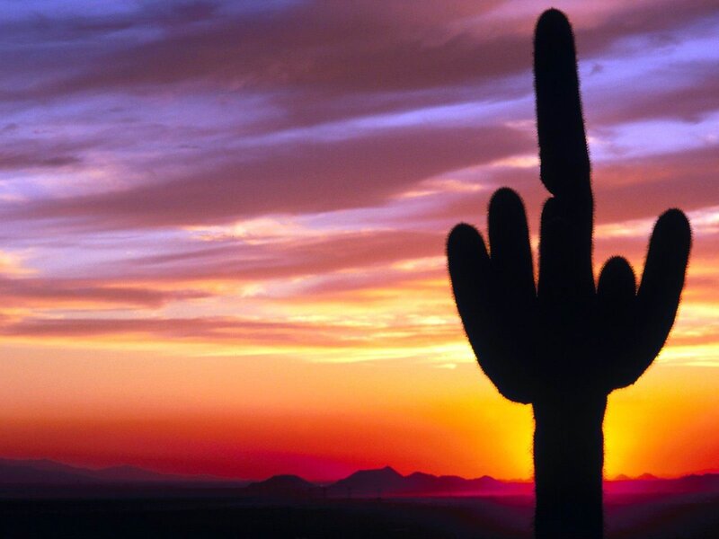 Saguaro Cactus Silhouette — Orange