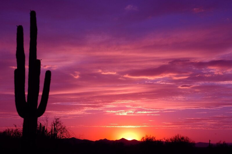 Saguaro Cactus Silhouette — Purple, Dramatic, Sunset