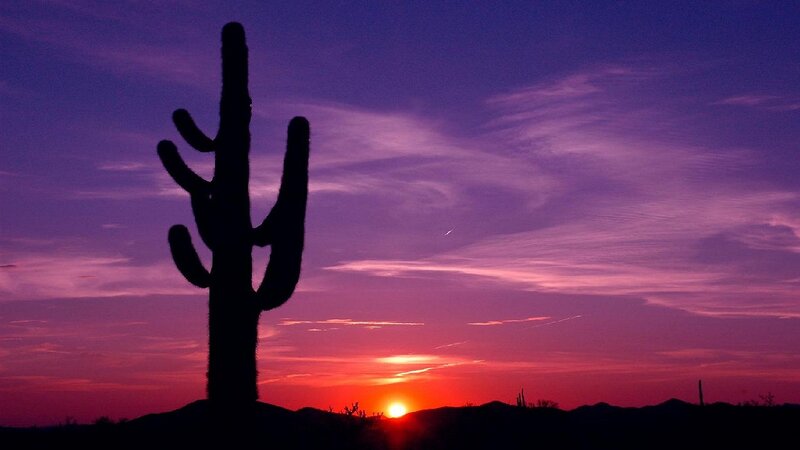 Saguaro Cactus Silhouette — Purple